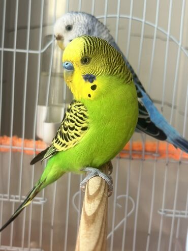 Tutuquşları: Hazır cüt iki dene tutu quşular qefesi yuvası ile bir yerde satılır — 1