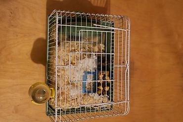 hazir yuva: Cırtdan hamster + qəfəs dəsti - Növ: cırtdan hamster (Djungarian — 4
