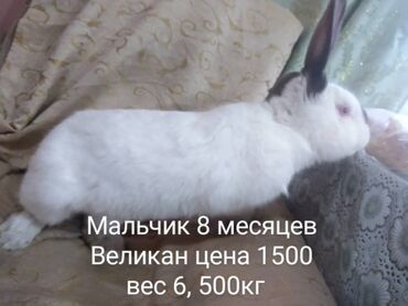 кролик виликан: Продаю кроликов цена 1500