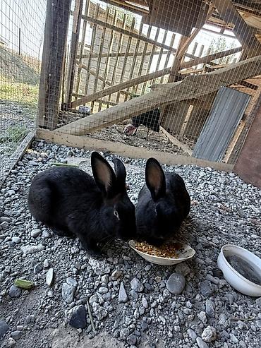продам голубей: Продаю | Крольчиха (самка), Кролик самец | Декоративная | Для разведения — 1