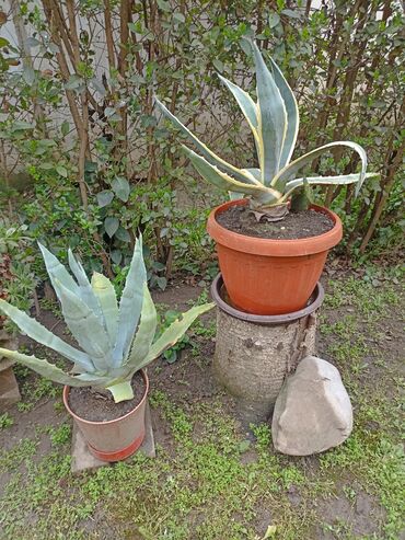 Baštenska dekoracija: Kaktusiviše vrsta i veličina, preuzimanje lično i dogovor — 2