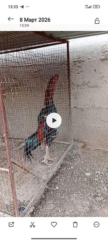 Куры, петухи: Продаю | Цыплята | Для разведения — 10