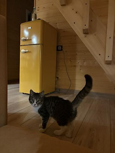кошка табби: Котёнок коротколапкий, короткошерстный полосатый с белыми лапками 4 — 5