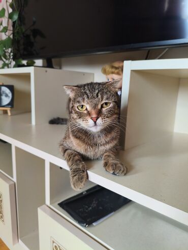 pişik sortu: Табби