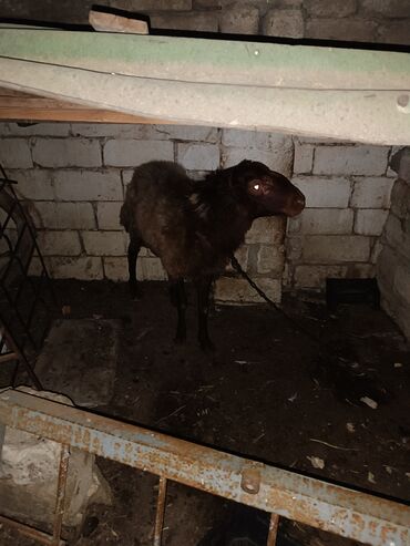 K/t heyvanları üçün mallar: Erkək, Qala, il: 2, 45 kq, Damazlıq, Pulsuz çatdırılma