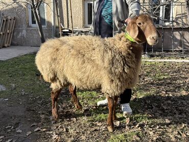 Баран, овца: Продаю | Овца (самка) | Для разведения | Ярка — 8