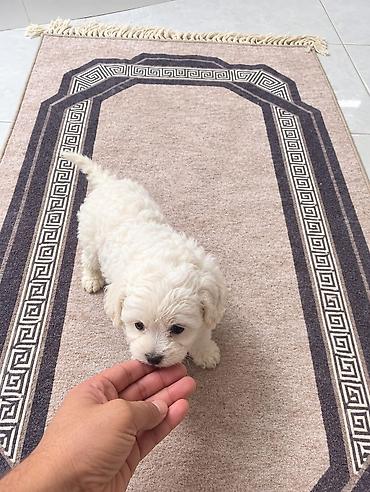 pudil iti satilir: 1 ay — 3