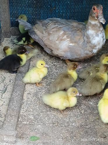 lal ordək balaları: Dişi, | Lal ördək, Damazlıq, Ünvandan götürmə, Ödənişli çatdırılma, Rayonlara çatdırılma — 1