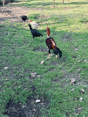 Yumurta: Heyratı yumurtaları satılır Sosyet cinsi fərələrdi — 3