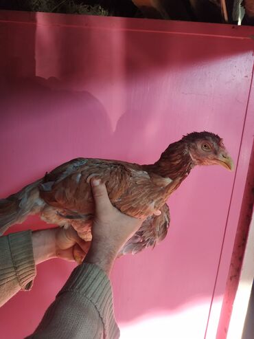 Pitiminutkalar: Heyratı toyuqları satılır gəncədədir tam sağlam heyvanlardi — 7