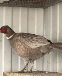 дома на продажу в бишкеке: Продаю семейку пепельных фазанов! 1 петух и 4 курицы! Возраст 2 года!