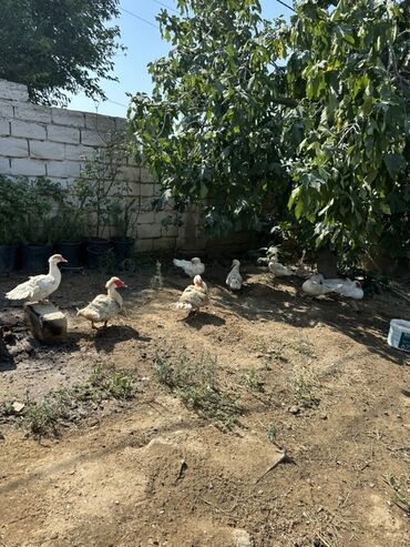 Ördəklər: Dişi, | Lal ördək, Damazlıq, Ünvandan götürmə