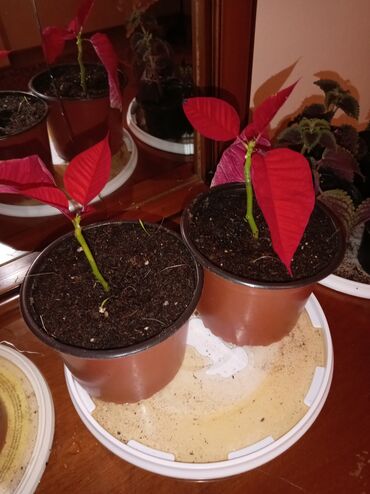 Otaq bitkiləri: Qırmızı poinsetiya (Atatürk çiçəyi) və dekorativ koles (Coleus) — 10