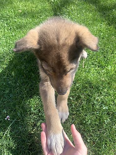 Продажа собак: Лайка, 2 месяца, Самец — 13