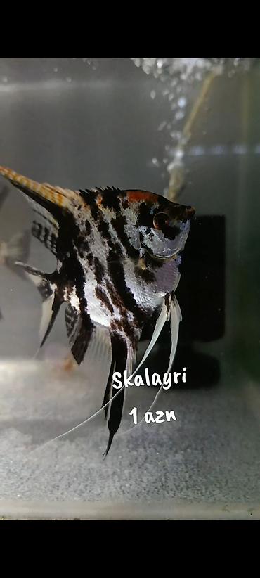 akvarium qiymetleri: Skalayri balıqı 
2 sm, 2,5 sm. 1 azn
WhatsApp YAZIN!!! — 3