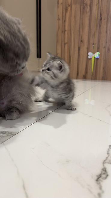 Продажа кошек: Три кошки и один кот Породистые котята серебристого окраса — 15