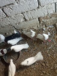 şirin dovşan şəkilləri: Oz qusdarimdi tam saglamdilar razilasmaq olar qiymetde