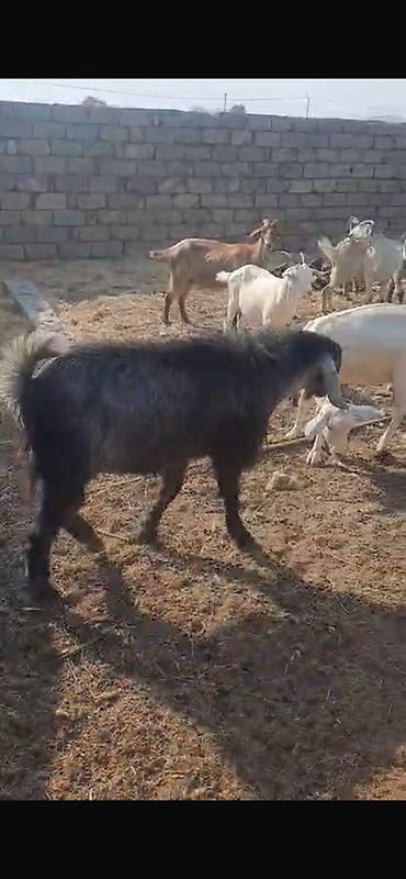 keci heyvan: Keçilər satılır 11 baş heyvandır maraqlanan əlaqə saxlaya bilər — 1