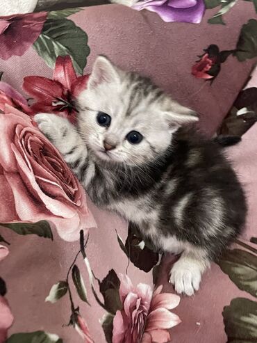 шотландский скоттиш страйт: Продается шотландский котенок, красивого мраморного окраса. Родился