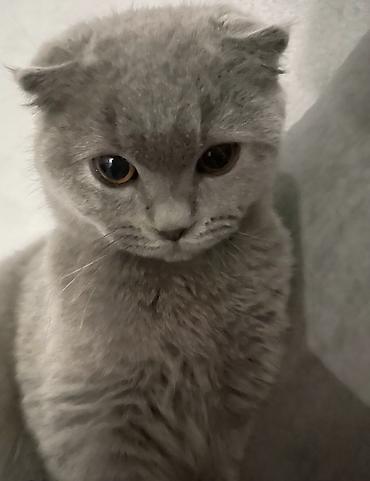Шотландский вислоухий котенок (Scottish Fold), окрас голубой