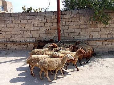 bakida cins ineklerin satisi: 1 baş qoyun 210 azn dir
doğmuş qoyunlardı 
qoçunu alıblar — 4