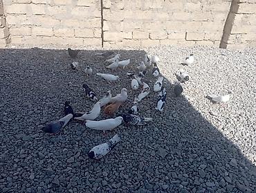 sumqayıt göyərçin: Məhsul: Ev göyərçinləri dəsti Təsvir: - Rəng və naxış müxtəlifliyi — 10