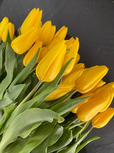 луковицы тюльпанов купить в бишкеке: Семена и саженцы Тюльпанов, Самовывоз
