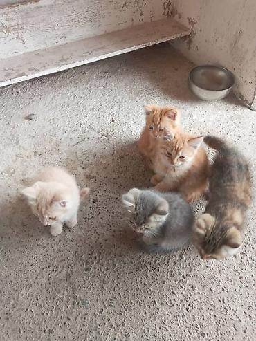 Үй жаныбарлары: Котята, помёт от домашней кошки (на фото мама рядом). Возраст примерно — 2