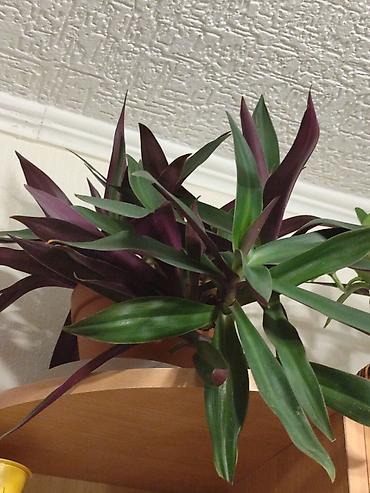 Хлорофитумы: Цветы от 150 сом, комнатные адаптированые. Алоэ Вера детки, Алоэ — 9