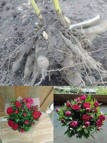 пион саженцы купить: Самовывоз, Платная доставка — 1