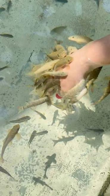 чачтагы бит: Garra rufa - doctor fish adlı balıq satıram. Bu balığı digərlərindən — 2