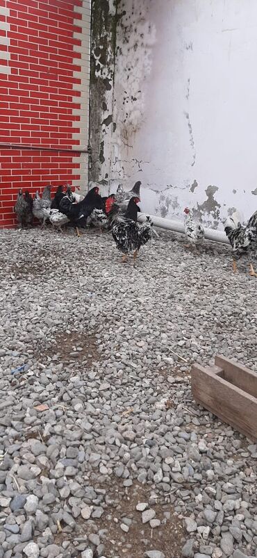 Digər quşlar: Bu toyuqların yumurtaları sifarişlə yığılıb satılır öz həyətimdədi — 8