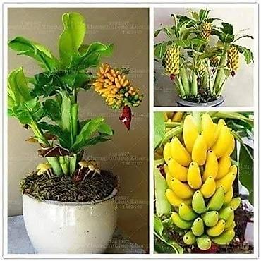 silver crest trimer: 05. MINI BANANA Musa velutina (otporna na mraz) Cena 950dinara INIMini — 2