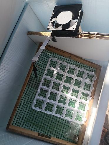 inkubator cucesi: 100 yumurta, Azərbaycan, Bütün növ quşlar üçün — 2