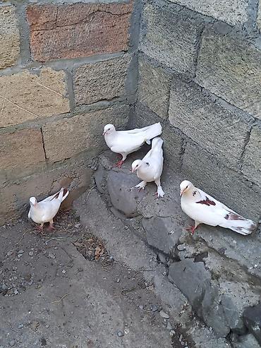 Göyərçinlər: Biri 5 manatdan satılır. gözdü quşlardı tutulma quş deyil -da lalafo.az — 8 Göyərçinlər: Biri 5 manatdan satılır. gözdü quşlardı tutulma quş deyil — 8