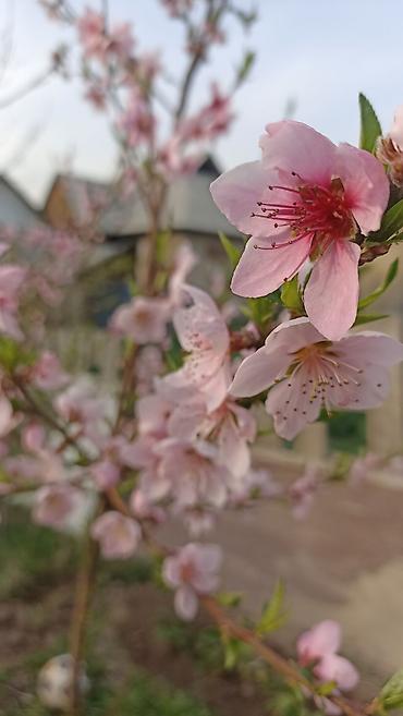 Продажа коттеджей и домов: Продаётся двухэтажный дом с эркером2 спальня,2детский,гостевой,и — 21