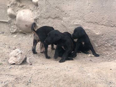 лабрадор сколько стоит щенок: Тайган, 1 месяц, Самка