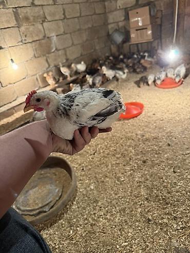 Cücələr: 45,50 günlük tam sağlam aktiv diribaş qarışığ kənd cücələri bütün — 19