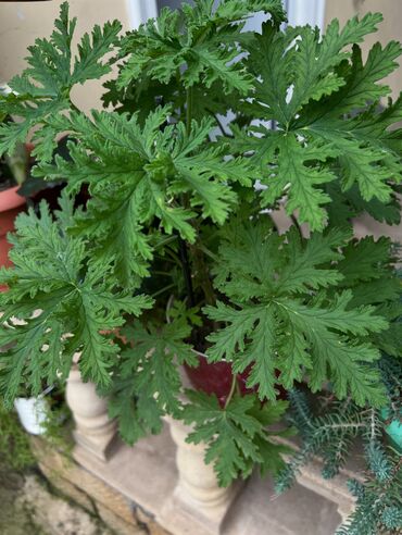 Otaq bitkiləri: Her nov guler var endirimnen verecem Gencedi istiyen yazsin satiş -da lalafo.az — 13 Otaq bitkiləri: Her nov guler var endirimnen verecem Gencedi istiyen yazsin satiş — 13