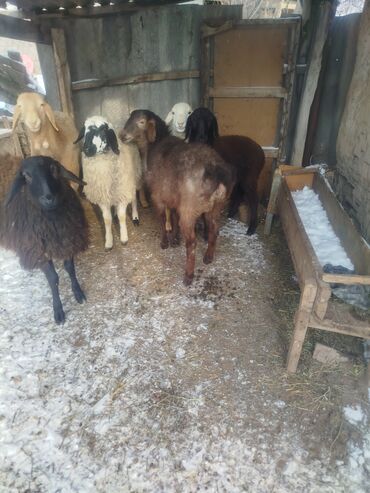 Баран, овца: Продаю | Ягненок | Полукровка | Для разведения | Матка — 8