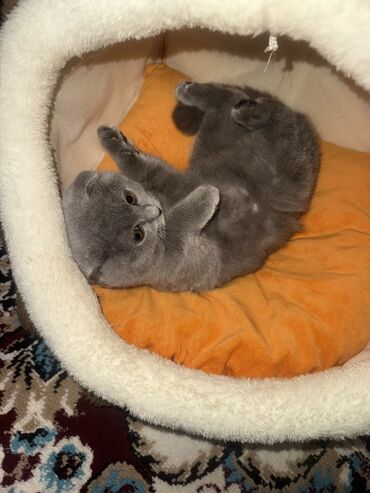 Pişiklər: Şotland, Dişi, Yaxşı əllərə — 3