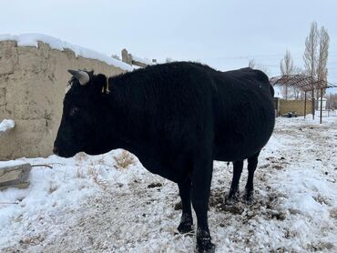 Коровы, быки: Продаю | Бык (самец) | Ангус | На откорм | Племенные — 4