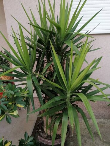 Ostale kućne biljke: Drvo života -Yucca Elephantipes Visine 1-2 m Drvo Zivota-Yucca — 3