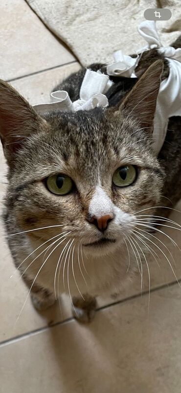 сиямский кот: Котик Крис - возраст около года прибился во двор котик ласковый