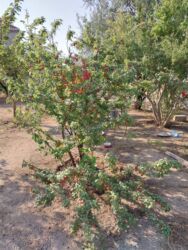 Torpaq sahələrinin satışı: 4 sot, Biznes üçün, Mülkiyyətçi, Müqavilə