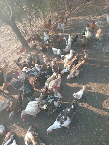 Toyuqlar: Toyuq, Damazlıq — 9