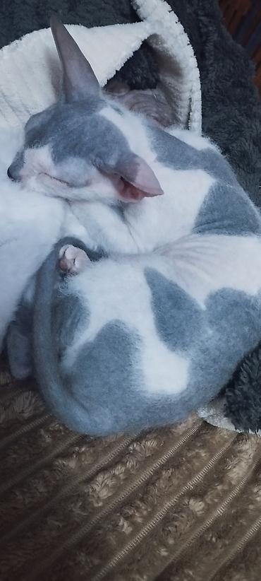 котята скотиш: Котята модели донского сфинкса с редким окрасом блю-трюфл (серо-белые — 3