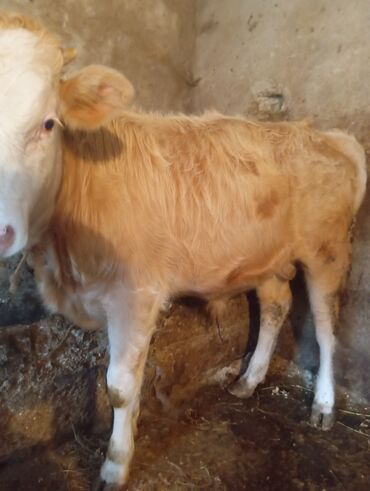 Dana, buzov: Dana, buzov, Dişi, ay: 9, 250 kq, Damazlıq, Ünvandan götürmə — 1