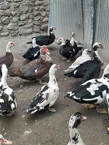 ördəyi: Kom halda hamsi 20 manatdan xoruzlu fereli tek tek 15 20 manat fereler — 6
