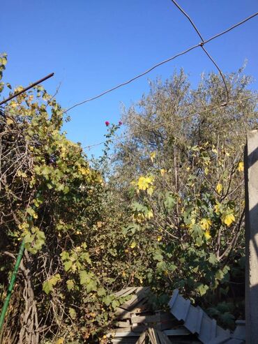 Torpaq sahələrinin satışı: 12 sot, Mülkiyyətçi, Kupça (Çıxarış) — 14